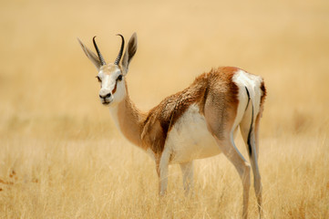 Portrait Antelope