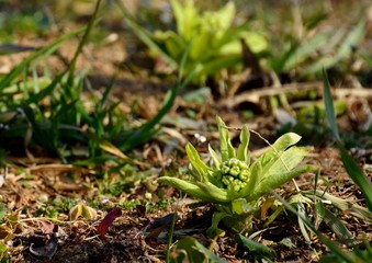 Flowers of Giant Butterbur (Fuki in japanese) in spring