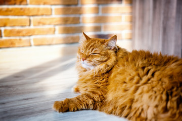 Big red fluffy cat sleeps on the floor
