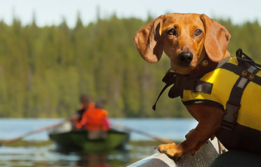 Dog in nature relaxing and waiting outside lake boat trip.