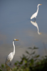 A pair of relaxing egrets