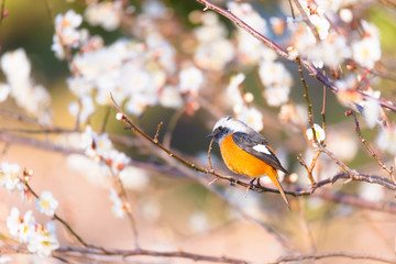 Daurian redstart bird and Japanease White Plum Flowers,in Showa Kinen Park,Tokyo,Japan