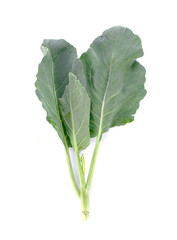 Chinese kale vegetable on white background.