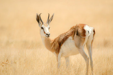 Portrait Antelope