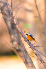 Daurian redstart bird,in Showa Kinen Park,Tokyo,Japan