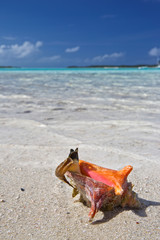 friendly conch