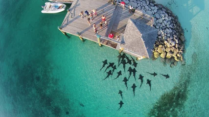 Foto op Plexiglas hungry nurse sharks © Brad