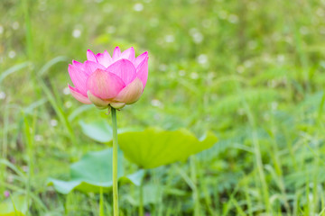 Fototapeta premium Pink lotus flower close up