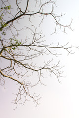Deciduous tree on blue sky background