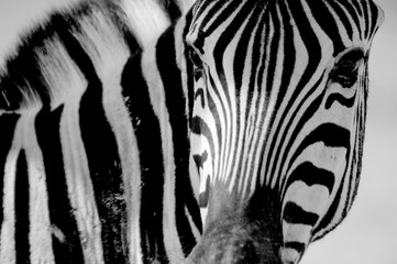 Portrait Zebra