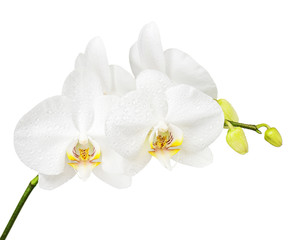 Naklejka na ściany i meble Three day old white orchid flowers isolated on white background. Closeup.