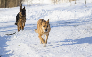 Two dogs in a winter park