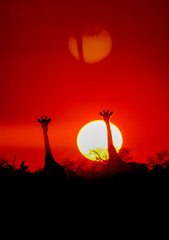 Sunset Girafe