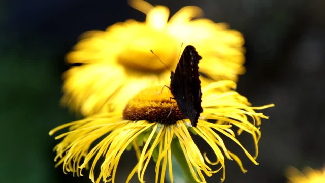 Butterfly Peacock Eye on yellow flower, summer day, garden, macro