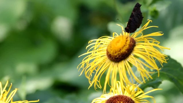 Butterfly Peacock Eye on yellow flower, summer day, garden, macro