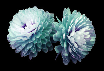 turquoise-pink flowers  chrysanthemum.  black  isolated background with clipping path. Closeup no...
