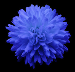 blue flower chrysanthemum.  garden flower.  black  isolated background with clipping path.  Closeup. no shadows.  Nature.