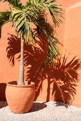Palm Tree In Vase Casts Shadow On Salmon Colored Wall