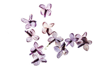 dry lilac flowers