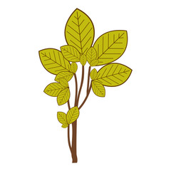 ramifications with green leaves nature icon vector illustration