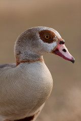 Goose
