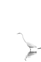 Heron on white background