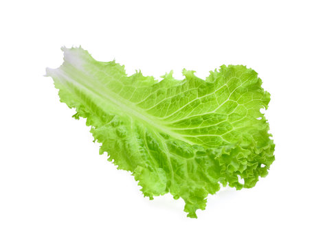 fresh green lettuce salad leaves isolated on white background.