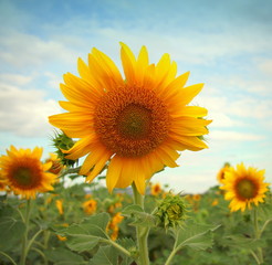 Close up sunflowers sky background