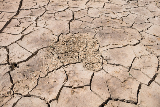 Dry ground on dead fish background, Drought.