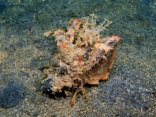 Frog fish