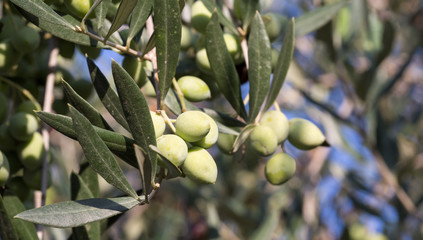 Olives on an olive tree branch. A detail closeup of green olives with selective focus