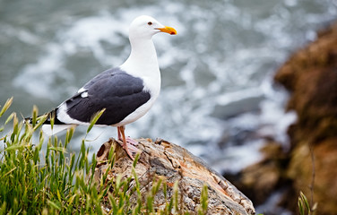 Seagull Standing on a Rock