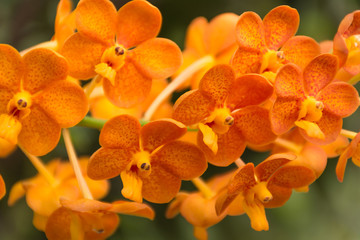 Ascocenda orange orchid flowers.