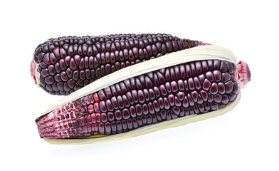 Ripe purple corn on white background