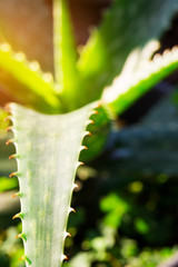 close up of aloe vera