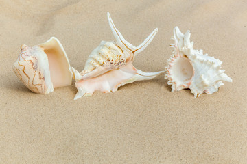 Fototapeta na wymiar marine shells on sand