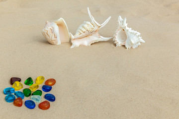 Fototapeta na wymiar marine shells on sand
