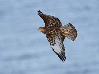 Common buzzard (Buteo buteo)