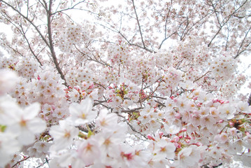 桜 サクラ