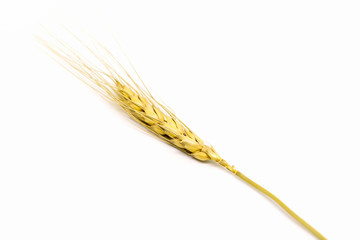 wheat on white background