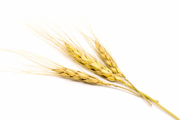 wheat on white background