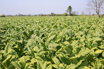 tobacco farm