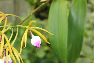 "The Brassavola-Like Panarica" orchid flower in St. Gallen, Switzerland. Encyclia Brassavolae (Syn Prosthechea Brassavolae, Panarica Brassavolae, Epidendrum Brassavolae) is native to central America.