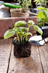 Seedlings of green basil.