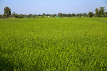 Obraz na płótnie Canvas Rice fields