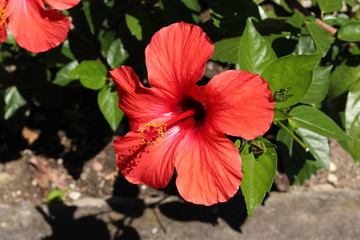 Red "Chinese Hibiscus" flower (or China Rose, Hawaiian Hibiscus, Shoeblackplant) in St. Gallen, Switzerland. Its Latin name is Hibiscus Rosa-sinensis, native to tropical Asia.
