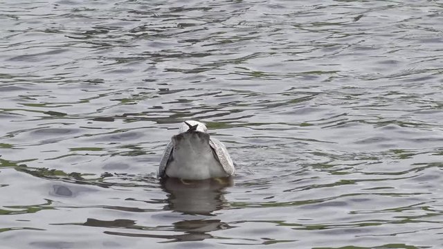 seagull catching fish 