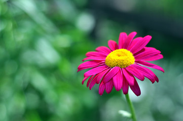 Obraz premium Purple flower in a garden