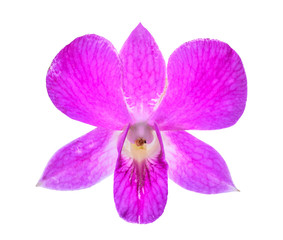 purple orchid flower isolated on white background