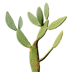 cactus isolated on white background